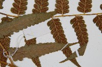 毛柄短腸蕨藏品圖，第4張