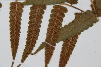 毛柄短腸蕨藏品圖，第5張