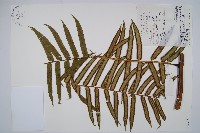 登錄號:P005984藏品圖，第1張