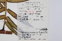 登錄號:P005984藏品圖，第2張