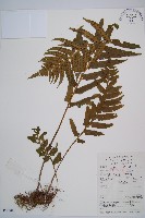 萊氏鐵角蕨藏品圖，第1張