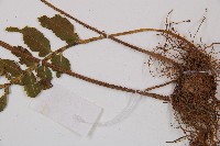 萊氏鐵角蕨藏品圖，第3張