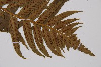 萊氏鐵角蕨藏品圖，第4張