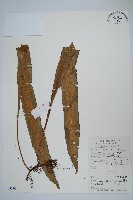 大星蕨藏品圖，第1張