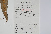 大星蕨藏品圖，第2張