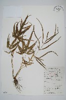 鳳尾蕨藏品圖，第1張