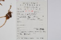 翅軸假金星蕨、短柄卵果蕨藏品圖，第2張