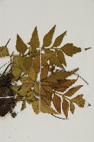 烏蕨藏品圖，第3張