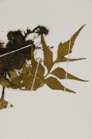 烏蕨藏品圖，第4張