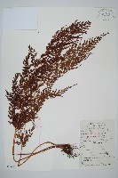 烏蕨藏品圖，第5張