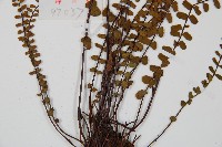 三翅鐵角蕨藏品圖，第5張