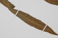 單葉雙蓋蕨藏品圖，第3張