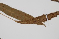 單葉雙蓋蕨藏品圖，第4張