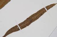 單葉雙蓋蕨藏品圖，第5張