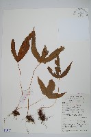 金雞腳藏品圖，第1張