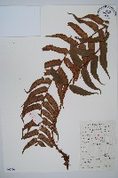 貫眾蕨藏品圖，第1張