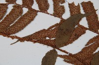 貫眾蕨藏品圖，第4張