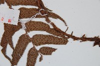 貫眾蕨藏品圖，第5張