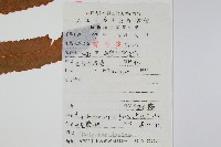 星毛蕨藏品圖，第2張