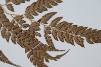 斜方複葉耳蕨藏品圖，第3張