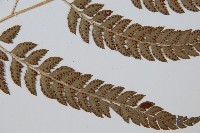 斜方複葉耳蕨藏品圖，第4張