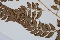 斜方複葉耳蕨藏品圖，第5張