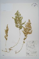 江南卷柏藏品圖，第1張