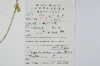 江南卷柏藏品圖，第2張