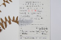 闊鱗鱗毛蕨藏品圖，第2張