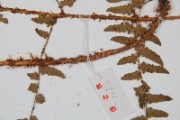 闊鱗鱗毛蕨藏品圖，第3張