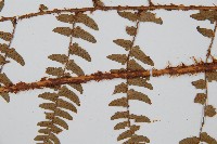 闊鱗鱗毛蕨藏品圖，第4張