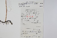 日本水龍骨藏品圖，第2張