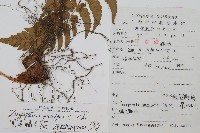 黑足鱗毛蕨藏品圖，第2張