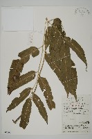 乳頭鳳丫蕨藏品圖，第1張