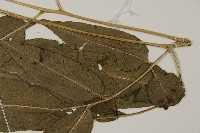 乳頭鳳丫蕨藏品圖，第7張