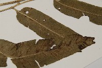 乳頭鳳丫蕨藏品圖，第8張