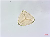 乳頭鳳丫蕨藏品圖，第2張