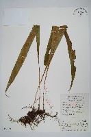 大星蕨藏品圖，第1張