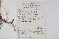 大星蕨藏品圖，第2張