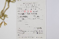 燈龍草藏品圖，第2張