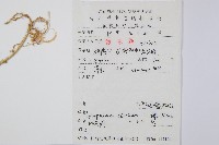 過山龍藏品圖，第2張