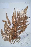 東方狗脊蕨藏品圖，第1張