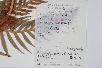 東方狗脊蕨藏品圖，第2張