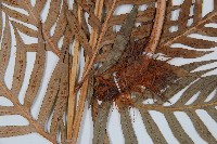 東方狗脊蕨藏品圖，第3張