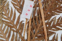 東方狗脊蕨藏品圖，第4張