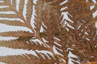 東方狗脊蕨藏品圖，第5張