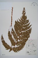 觀光鱗毛蕨藏品圖，第1張