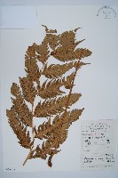 生芽狗脊蕨、頂芽狗脊蕨藏品圖，第1張