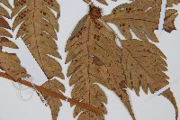 生芽狗脊蕨、頂芽狗脊蕨藏品圖，第3張