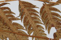 生芽狗脊蕨、頂芽狗脊蕨藏品圖，第4張